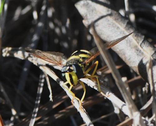 Chrysotoxum intermedium